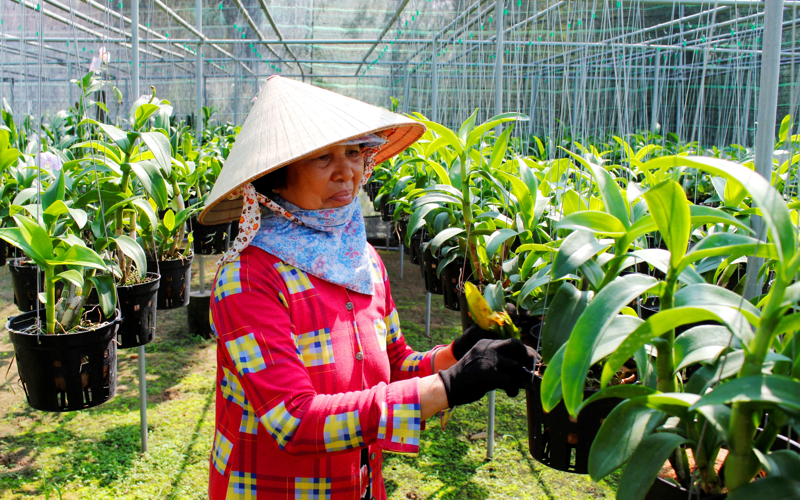 Hoa lan Cần Đước: Hoa lan Cần Đước là một trong những thương hiệu nổi tiếng về lan ở Việt Nam. Chúng tôi tự hào mang đến nhiều loại lan đẹp, tươi trẻ và khác biệt tại Cần Đước. Điểm danh \