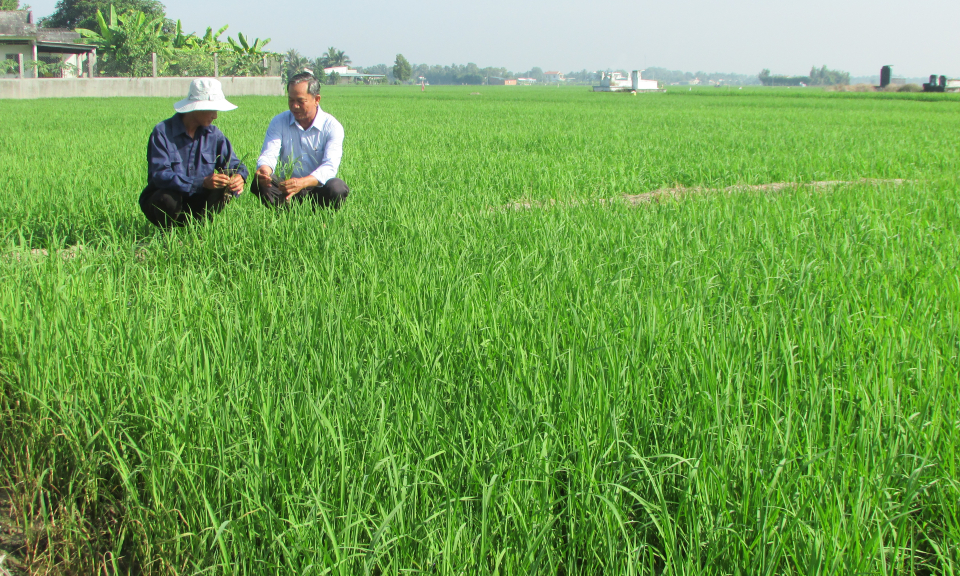 Nông dân Bến Lức chăm sóc và phòng bệnh trên lúa vụ Đông Xuân