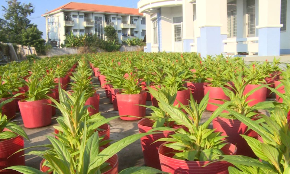 Hoa Tết vào mùa