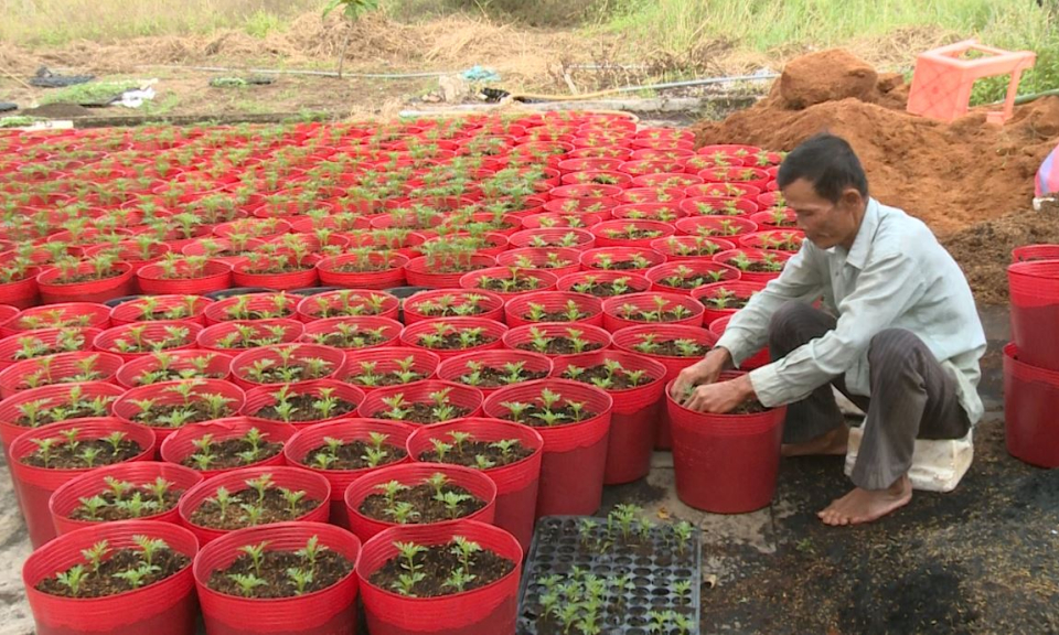 Nông dân trồng hoa Tết kiếm thêm thu nhập