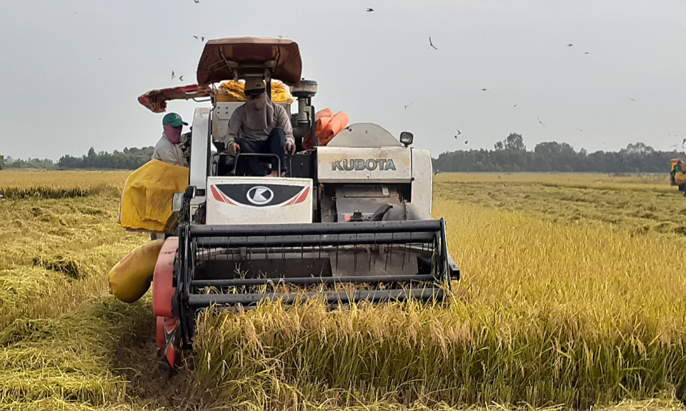 Tân Hưng: Nông dân thu hoạch lúa đông xuân sớm, lợi nhuận không cao