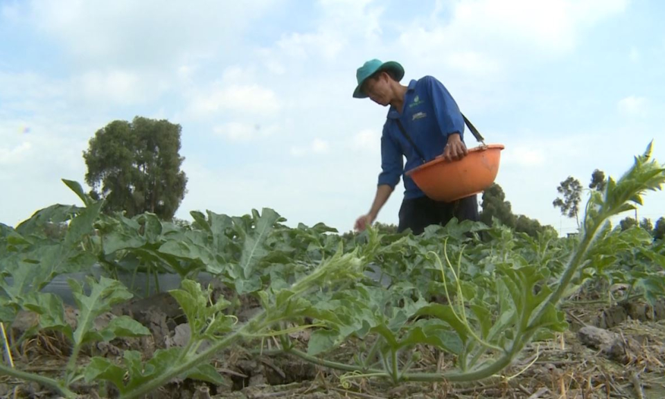 Nông dân tập trung chăm sóc dưa hấu đón Tết