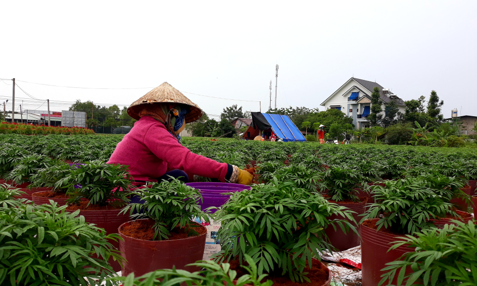 TP Tân An, Tân Hưng: Nhà vườn tất bật chuẩn bị hoa tết