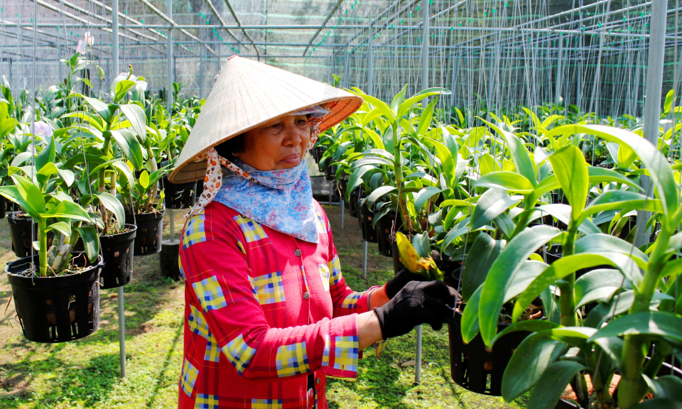 Cần Đước: Hoa lan được khách hàng lựa chọn nhiều trong dịp tết Nguyên đán