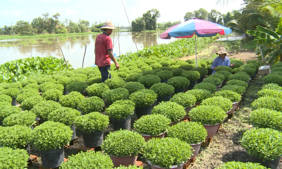 Thị trường hoa, cây cảnh – khởi động chuẩn bị phục vụ Tết Canh Tý