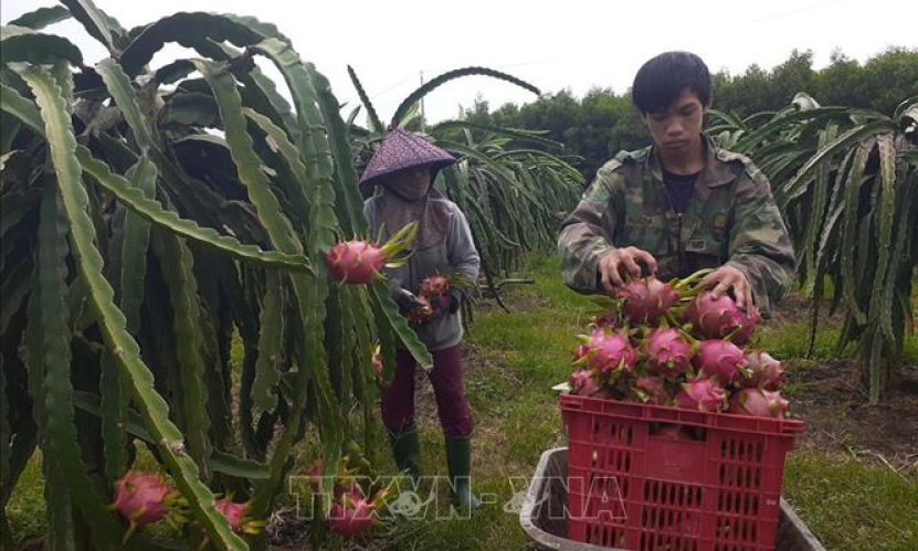 Thanh long trái vụ rớt giá, nông dân lỗ nặng