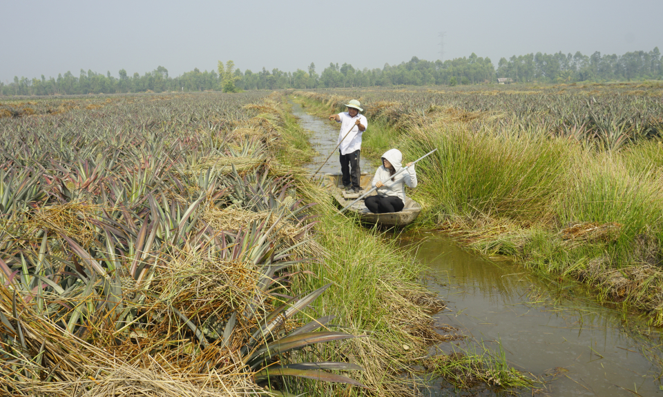 Cây khóm trên vùng đất phèn Thạnh Lợi