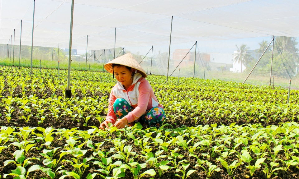 Nông dân Cần Đước tích cực chăm sóc rau màu, kịp phục vụ thị trường tết