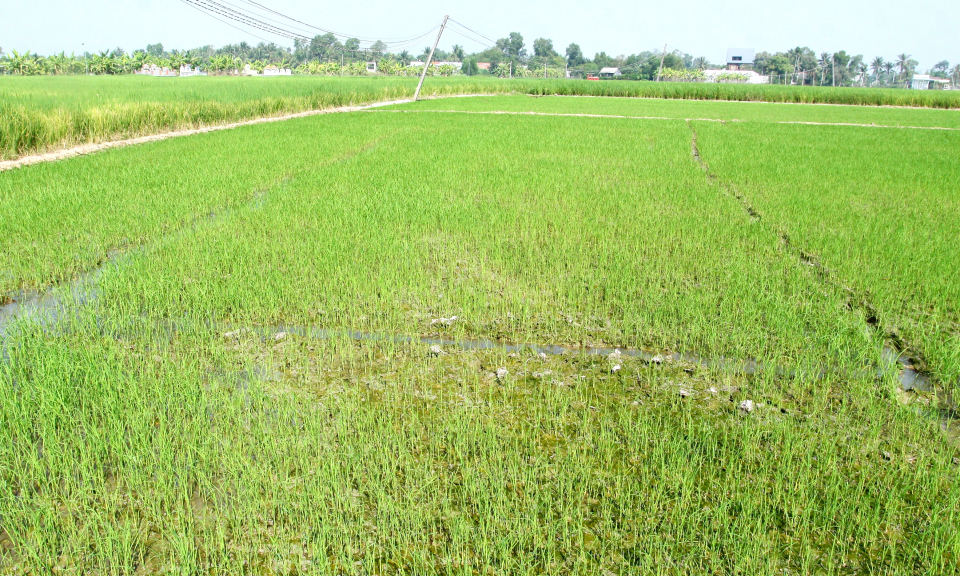 Cần Đước: Nông dân trồng lúa gặp khó khăn do thiếu nước cuối vụ