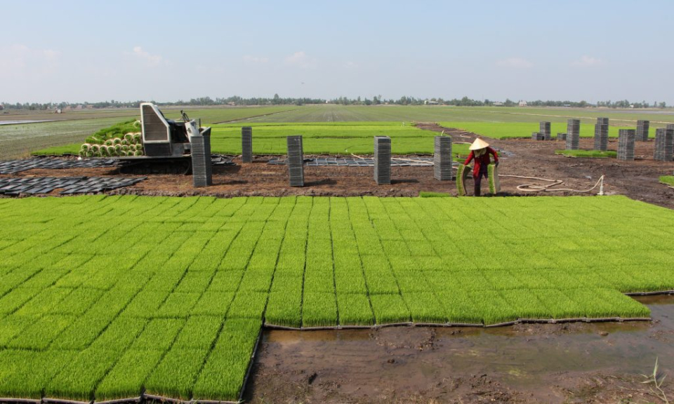 Gieo cấy mạ khay – giảm chi phí, tăng năng suất