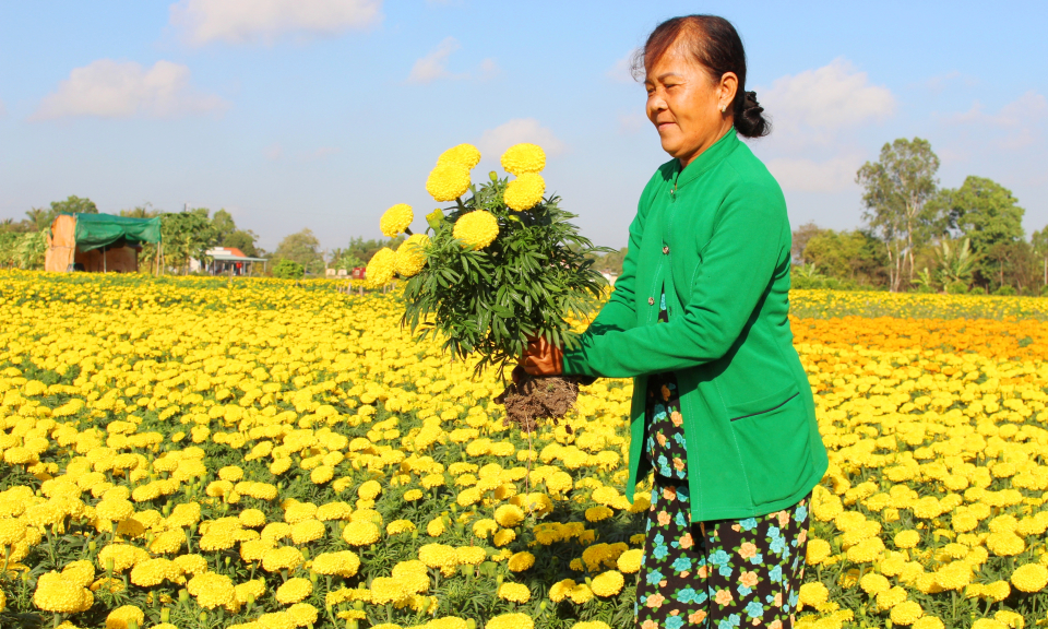 Nông dân Cần Đước vui mừng với vụ hoa tết lãi cao