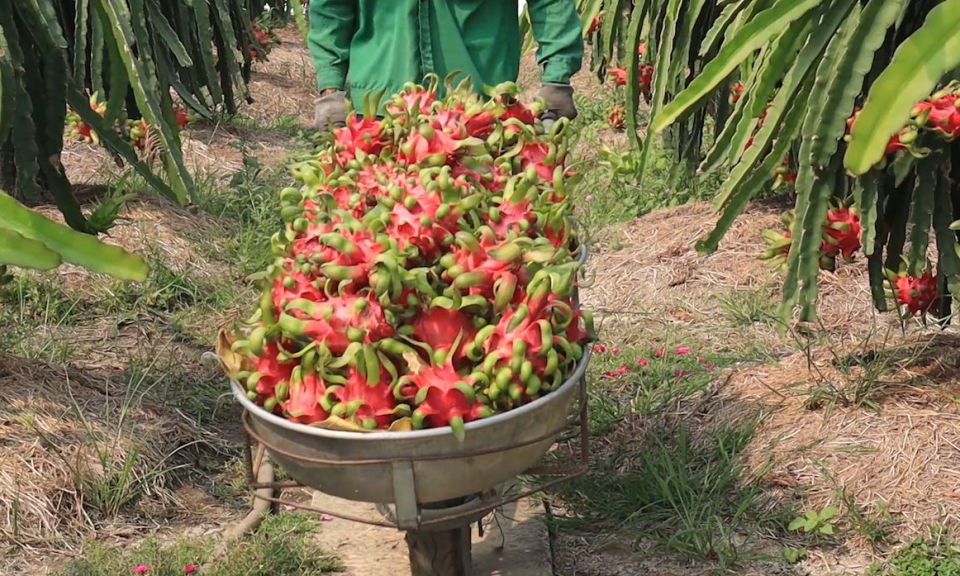 Xuất khẩu thanh long gặp khó vì virus Corona