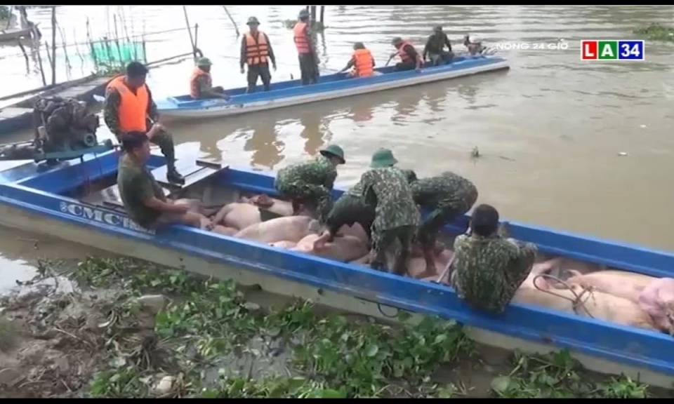 Nóng nạn buôn lậu heo