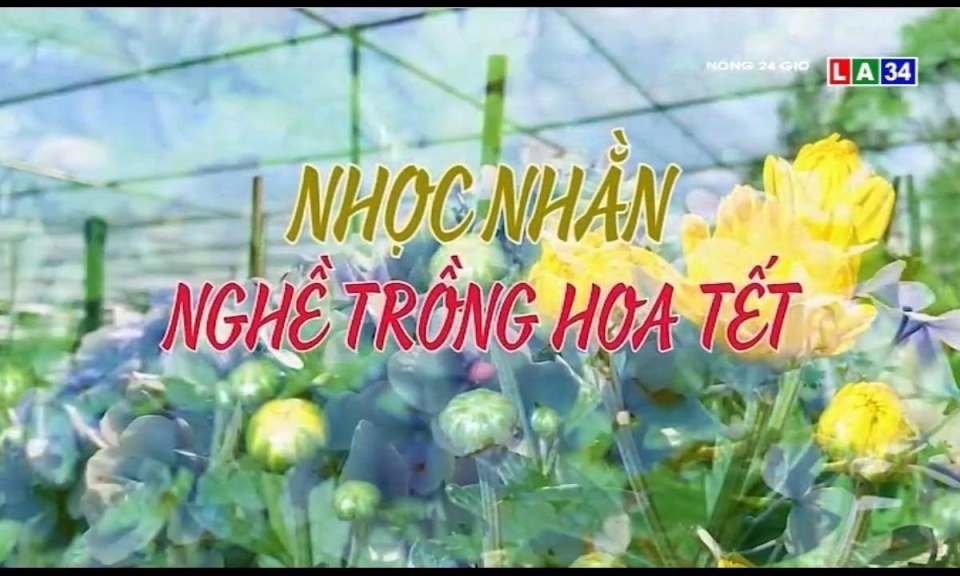 Nhọc nhằn nghề trồng hoa Tết