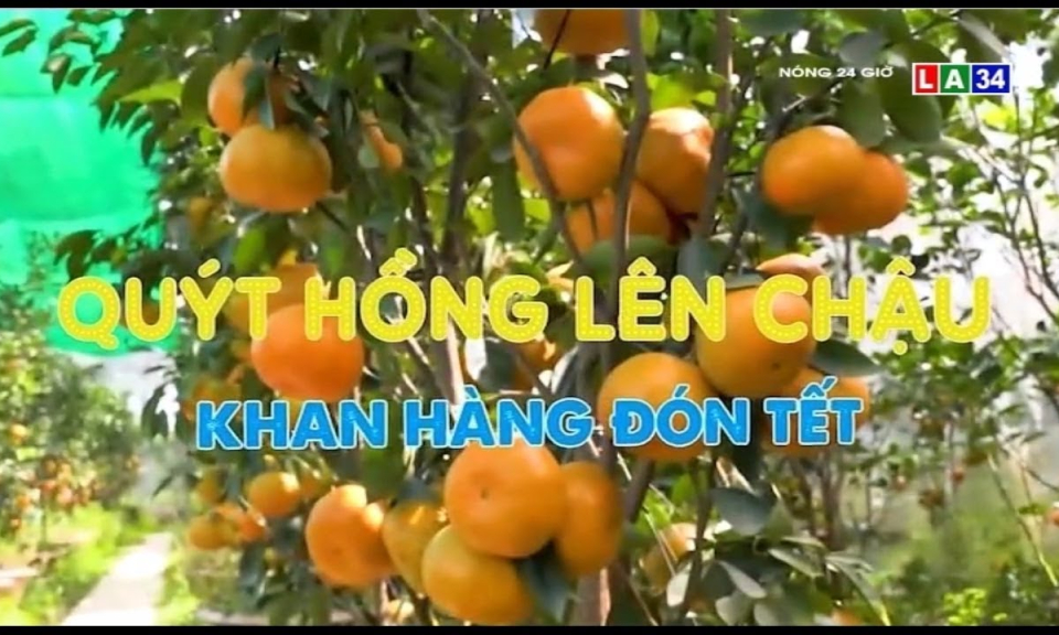 Quýt hồng lên chậu khan hàng đón Tết