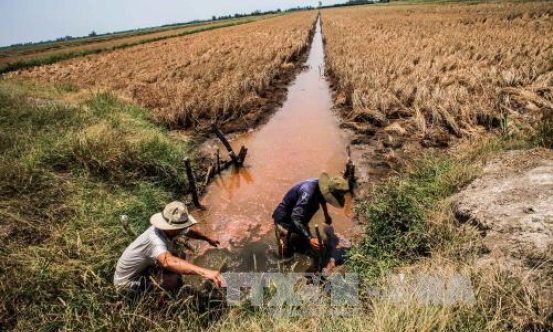 Xâm nhập mặn ở Đồng bằng sông Cửu Long trầm trọng hơn so với nhiều năm