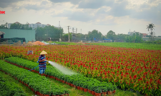 Làng hoa TP Hồ Chí Minh tất bật với vụ hoa Tết Canh Tý 2020