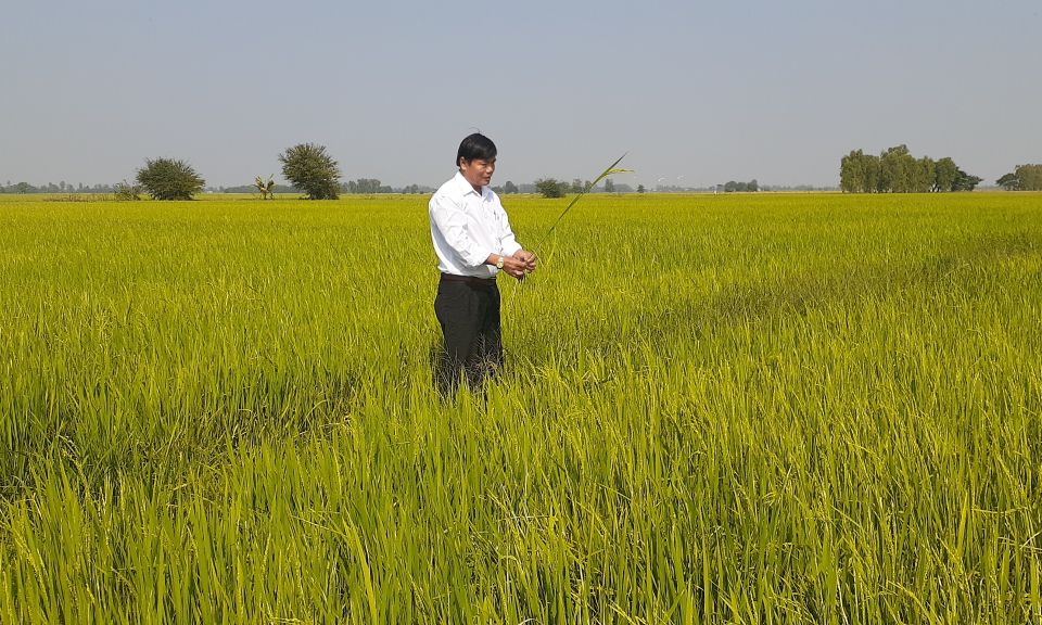 Tân Hưng: Trên 1.500 ha lúa đông xuân bị sâu năn gây hại