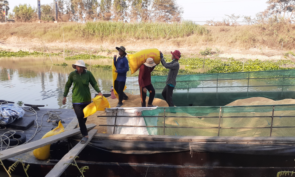Tân Hưng: Giá nếp, lúa sụt giảm