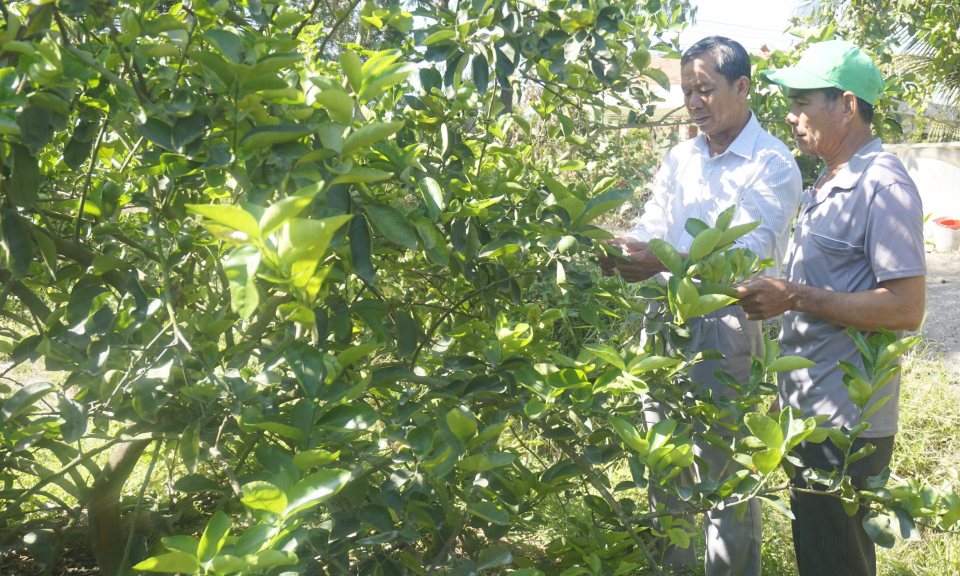 Bến Lức: Phòng chống hạn, mặn bảo vệ cây trồng