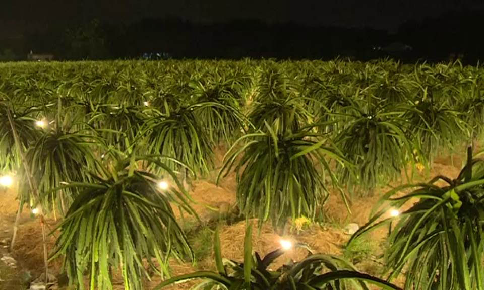 Tân Trụ: Thanh long rớt giá do ảnh hưởng dịch bệnh virut corona