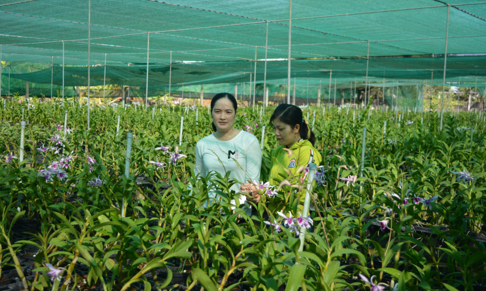 Làm giàu từ đam mê trồng hoa Lan
