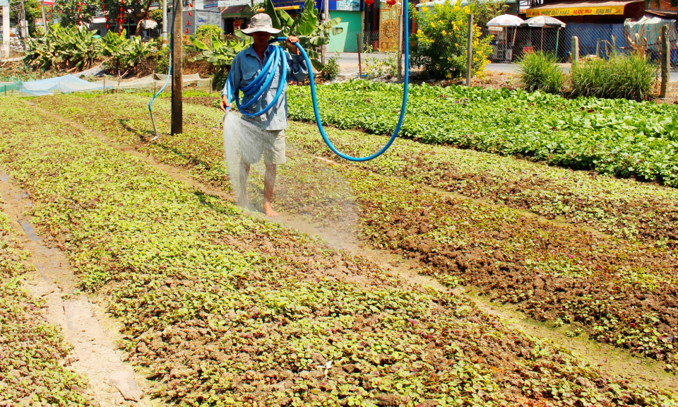 Nông dân trồng màu Cần Đước, lo lắng vì thiếu nước sản xuất