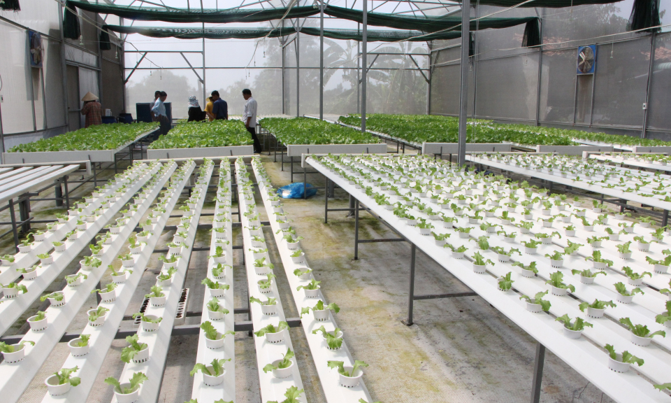 Hội nông dân tỉnh xây dựng 13 mô hình điểm thực hiện chương trình nông nghiệp ứng dụng công nghệ cao