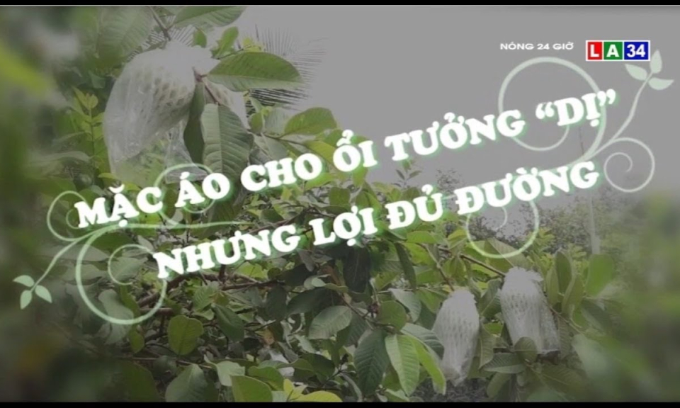 Mặc áo cho ổi tưởng &#8220;dị&#8221; nhưng lợi đủ đường