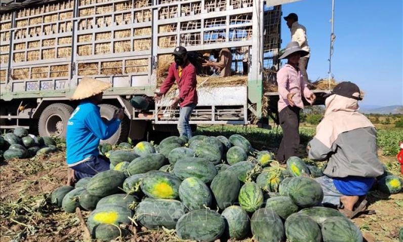 Giá thanh long, dưa hấu tăng trở lại