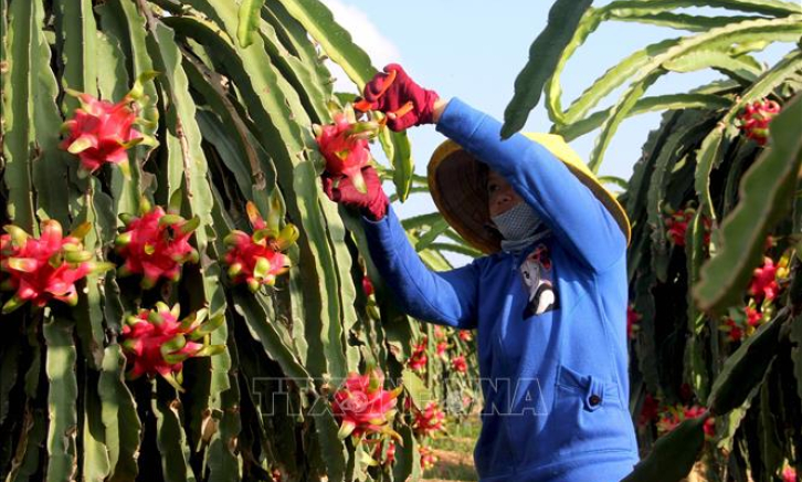 Xây dựng thị trường đa dạng để tiêu thụ nông sản cho nông dân