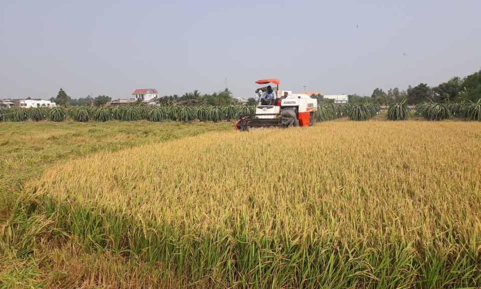 Tân Trụ: Nông dân thu hoạch lúa đông xuân