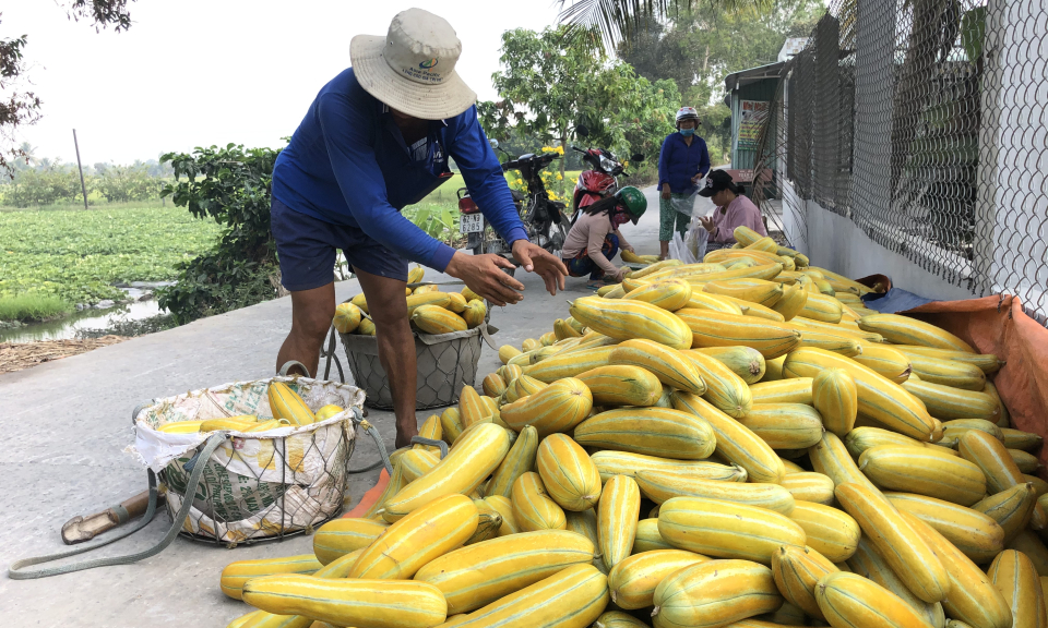 Dưa gang Thủ Thừa thất mùa, rớt giá
