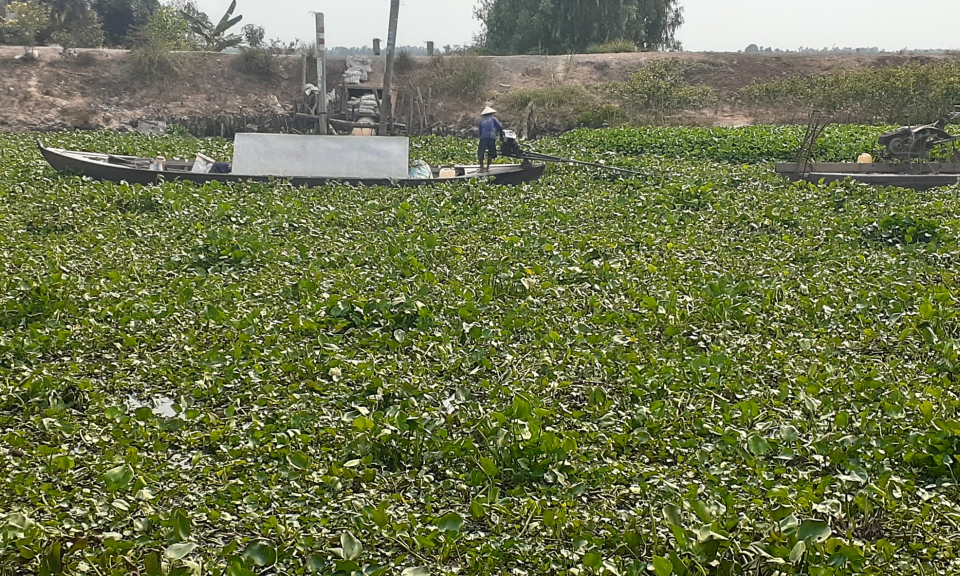 Tân Hưng: Cần sớm trục vớt lục bình trên các tuyến kênh, để khơi thông dòng chảy