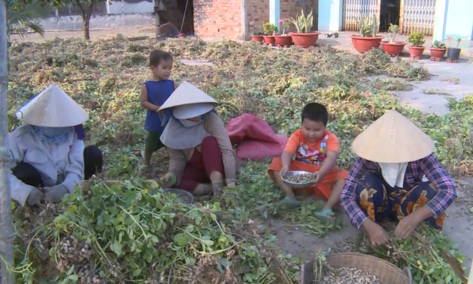 Đức Hòa: Vụ Đông xuân chỉ có 220 hecta đậu phộng được gieo trồng