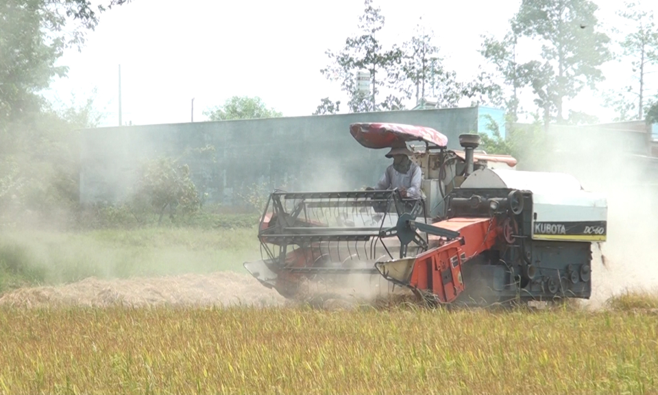 Đức Hòa: Thu hoạch gần 90% diện tích lúa Đông xuân 2019-2020