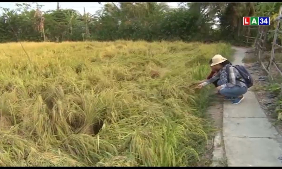 Giá lúa gạo tăng đột biến, thương lái tới tận ruộng đặt cọc