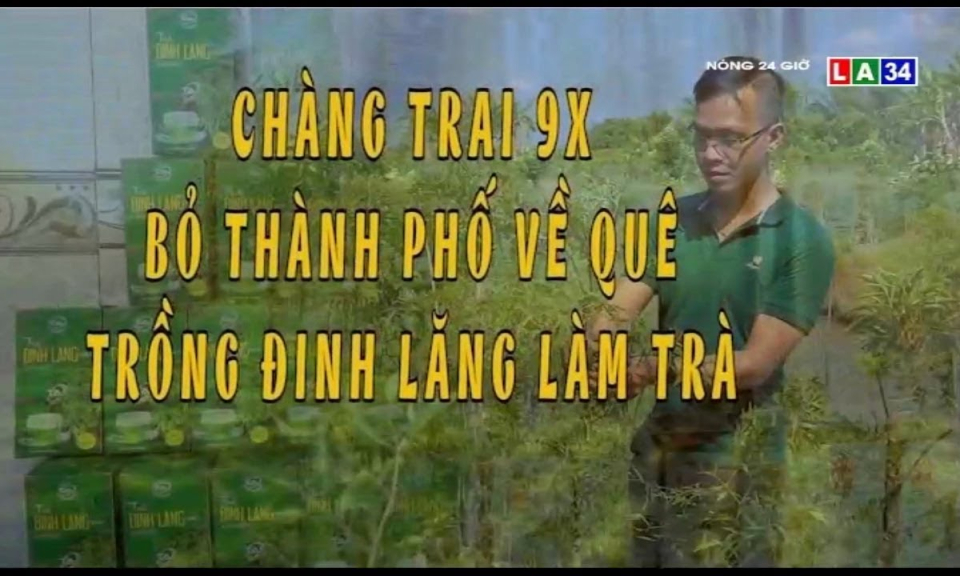 Chàng trai 9X bỏ thành phố vế quê trồng đinh lăng làm trà