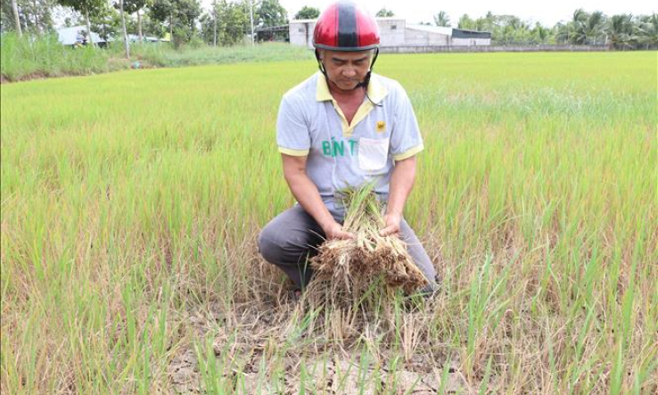 Từ 7 &#8211; 15/3, ĐBSCL có thể bị xâm nhập mặn cao nhất từ đầu mùa khô