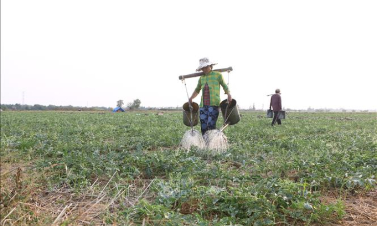 Trồng dưa hấu trên đất lúa &#8211; giải pháp thích ứng mùa khô hạn