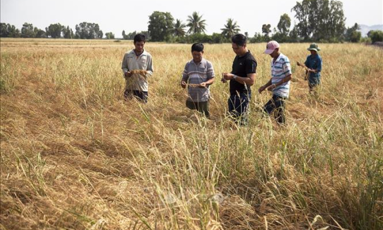 Gần 1.600 ha lúa tại Kiên Giang bị ảnh hưởng nặng nề do hạn, mặn