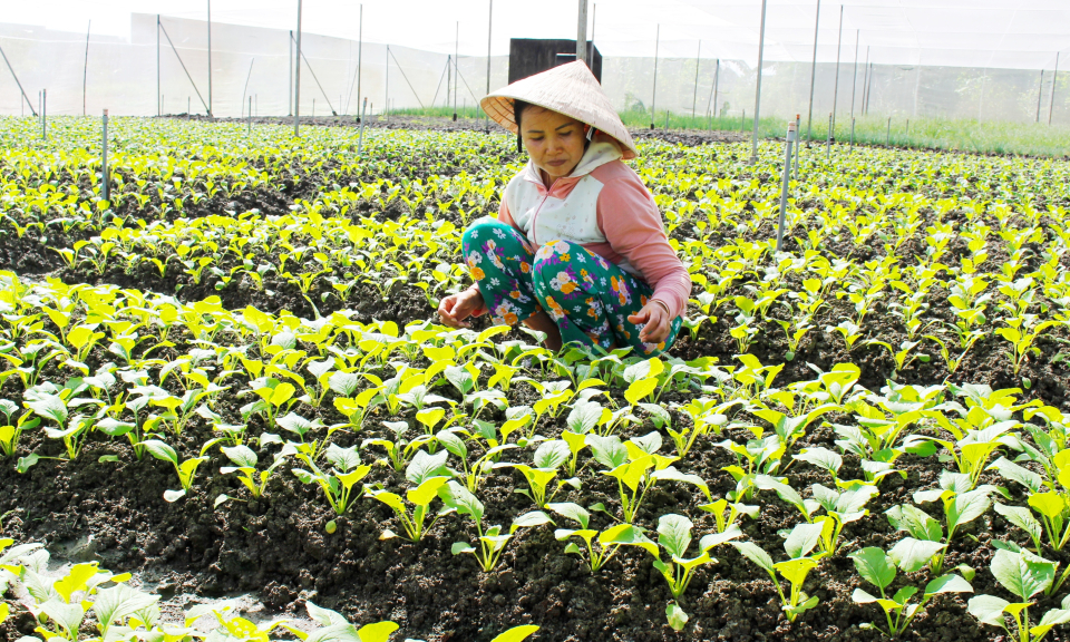Cần Đước: Diện tích rau màu giảm 200ha do nắng nóng