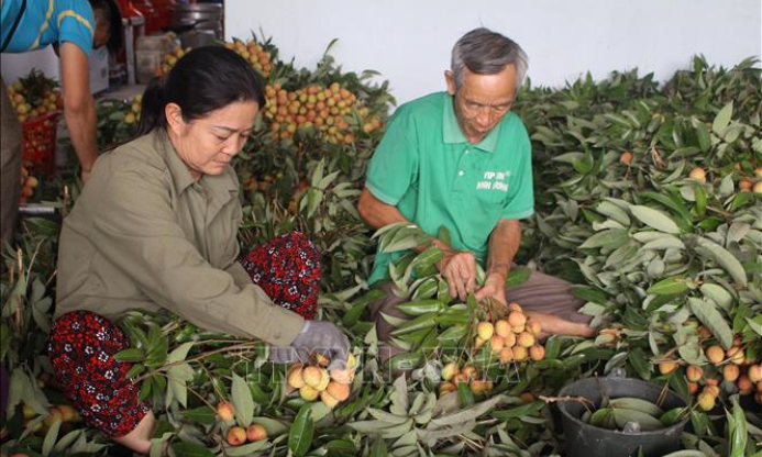 Hoàn tất các khâu chuẩn bị xuất khẩu trái vải tươi đầu tiên sang Nhật Bản