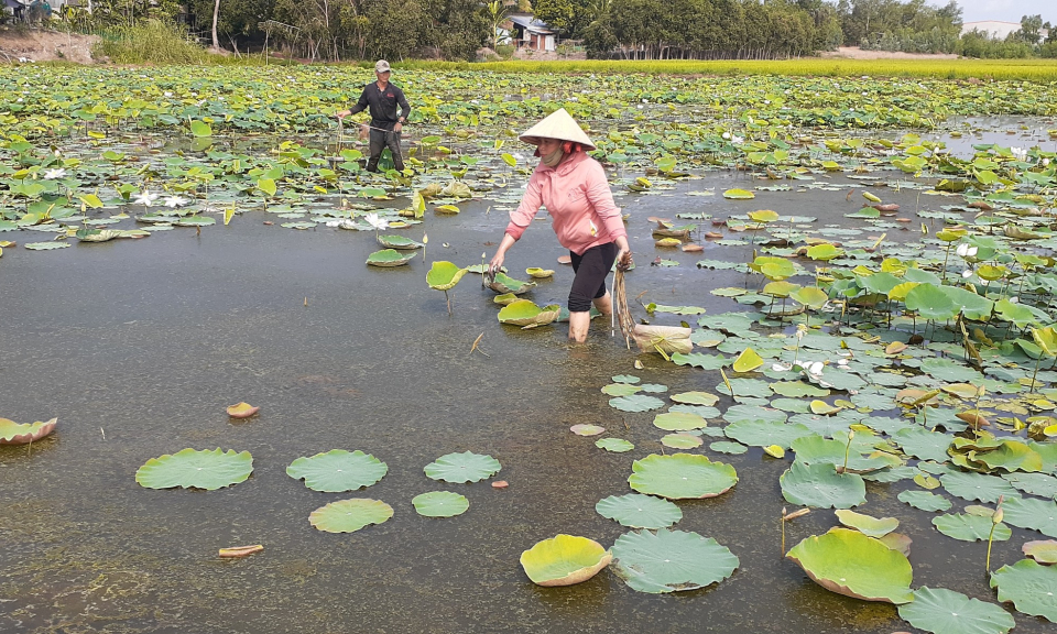 Mô hình trồng sen lấy ngó mang lại hiệu quả kinh tế