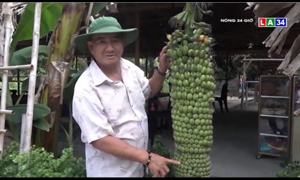 Độc đáo hàng chục buồng chuối siêu nải