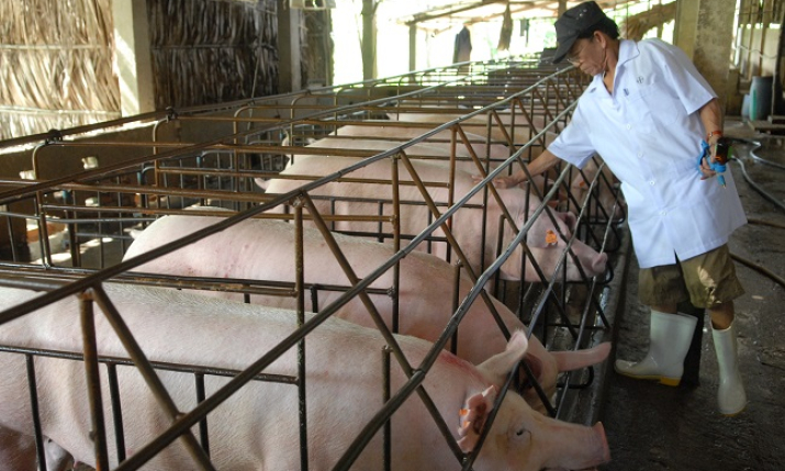 Giá lợn hơi vẫn tăng cao do thiếu nguồn cung tại TP Hồ Chí Minh