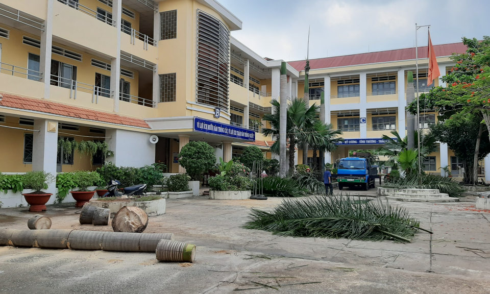 TP Tân An: Chăm sóc, cắt tỉa cây xanh trong trường học