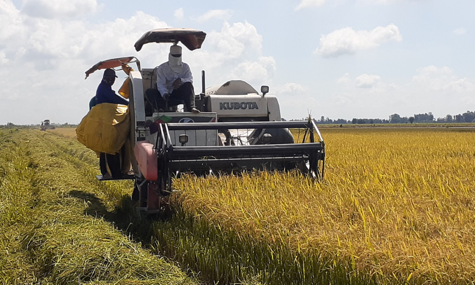 Tân Hưng: Nông dân phấn khởi thu hoạch lúa hè thu được mùa, được giá