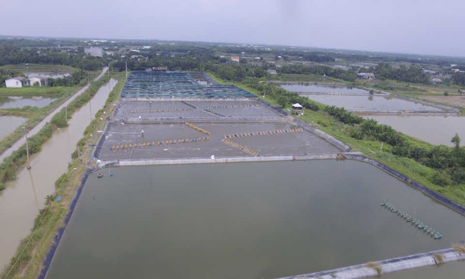 Cần Giuộc: Thu hoạch 840 ha tôm với sản lượng ước đạt 2.100 tấn