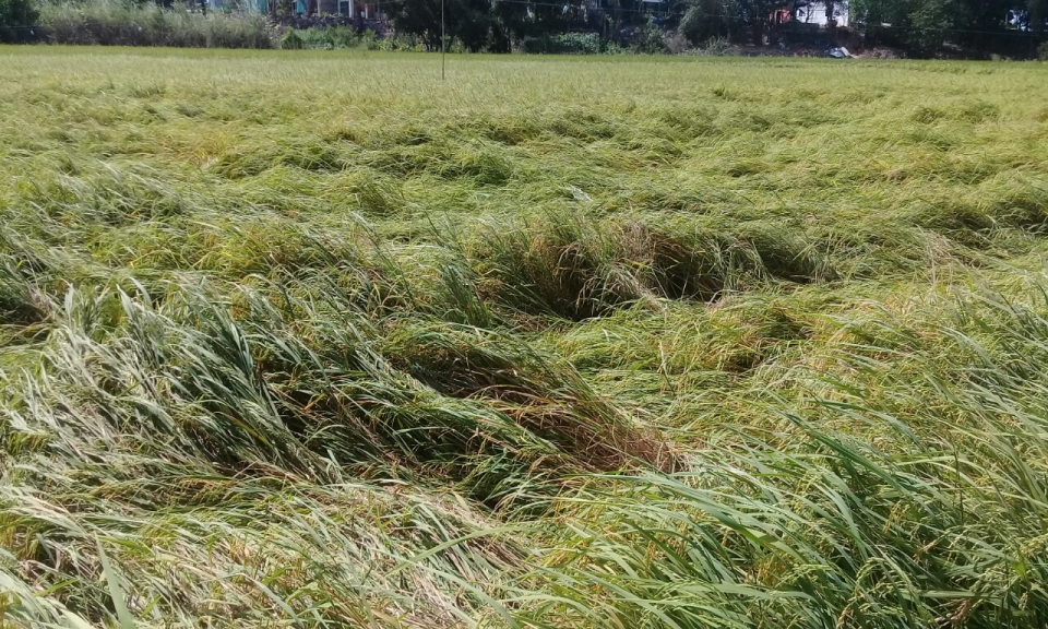 Lúa hè thu bị đổ ngã làm thiệt hại năng suất